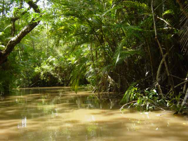 unique-facts-about-south-central-america-the-amazon-rainforest